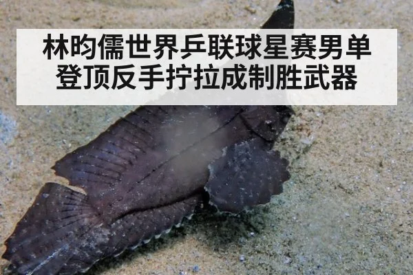 林昀儒世界乒联球星赛男单登顶反手拧拉成制胜武器